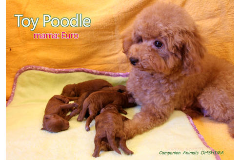 販売中のトイプードルの親犬